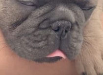 寝ている子犬さん、無意識にお口がモグモグ♡ ママの夢を見ているのかな？