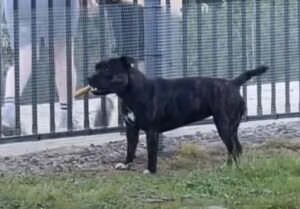 「見て！これいいでしょ♪」ご近所さんに骨を自慢したがる犬さん