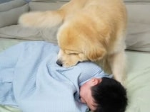お昼寝中の男の子に「遊ぼうよ」と誘う犬さん、断られた後の行動が可愛い