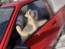 怖がるどころか大喜び！ 高圧洗浄機にテンションがあがる犬