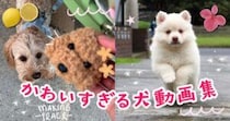 思わずキュン！可愛すぎる犬の動画まとめ