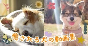 【保存版】癒しの犬動画|見てるだけでほっこりする日常