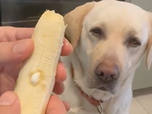 「そのバナナ怪しいワン」お薬を見抜いた犬さんの技が鮮やかすぎた