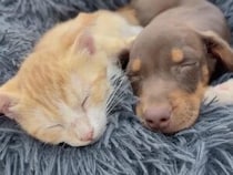 警戒MAXだった子猫さん、子犬さんと仲良くなるまでがあっという間だった
