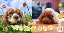 感動あり爆笑あり！愛犬家必見の犬動画まとめ