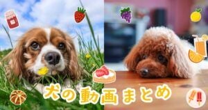 感動あり爆笑あり!愛犬家必見の犬動画まとめ