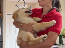 赤ちゃんのように抱っこされて見つめ合う子犬さん、「だーい好き♡」の笑顔がたまらない