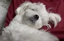 カメラなんて無視！ 二度寝したいくらい眠い犬さん。