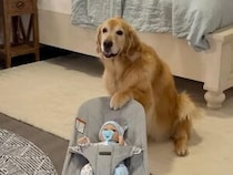 まずはお人形で練習！ 赤ちゃんを優しくあやす犬さん、練習の成果を見事に披露