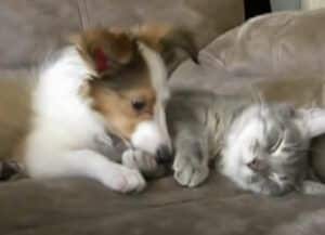 犬「猫ちゃんの肉球ぷにぷに〜♪」寝ている隙に柔らかさを堪能！