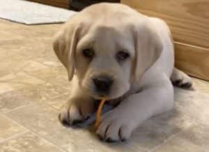 嫌いなわけじゃないんだけど… いつまでも人参が食べられない子犬