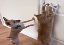 犬「すごい！かっこいい！」猫の脱出ワザに見惚れちゃう