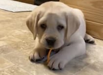 嫌いなわけじゃないんだけど… いつまでも人参が食べられない子犬