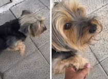 犬「足が痛くて歩けないの」飼い主さんが触れると奇跡が？