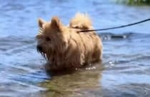 お散歩コースに海があるって最高だね♪ 毎日ビーチを楽しむ犬さん