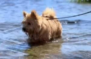 お散歩コースに海があるって最高だね♪ 毎日ビーチを楽しむ犬さん
