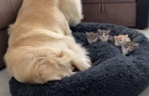 子猫にベッド取られた〜！ 悔しくてジタバタする姿も可愛い犬さん