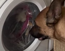 犬「洗っちゃうなんてヒドい…」おもちゃを洗濯されてイライラ！