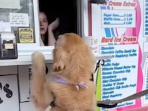 「全部ください！」立ち上がってアイスを注文する犬さん