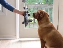 ドアの開け方を覚えた犬さん、その技を早速お友達の猫さんに披露して…