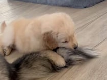 ハスキーさんのしっぽを夢中でカミカミする子犬さん、お兄ちゃんは我慢の神対応！