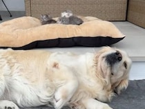 自分のふかふかベッドを子猫さんたちに占領された犬さん、怒らずそっと床へ