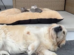 自分のふかふかベッドを子猫さんたちに占領された犬さん、怒らずそっと床へ