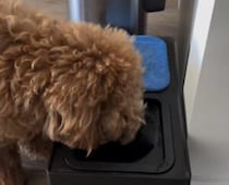 犬さんの特技にびっくり！ お水を飲んだ後はちゃんとお口を拭けるよ！