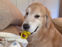ソファに乗りたい犬さん、おしゃぶり姿で飼い主さんの許可待ち