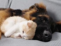 子犬の頃から子猫が大好きなシェパードさん、大きくなっても相変わらず「猫好き」！