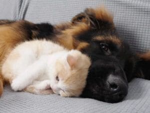 子犬の頃から子猫が大好きなシェパードさん、大きくなっても相変わらず「猫好き」！