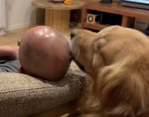 犬さんなりの「お疲れさま」？飼い主さんの頭を…