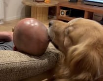 犬さんなりの「お疲れさま」？飼い主さんの頭を…