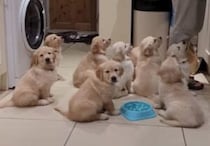 ゴハン〜！ゴハン〜！ 早く食べたくてしょうがない子犬さんたち