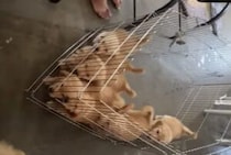子犬「みんな行くぞ〜！」ケージを引きずってママの所へ！