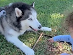 「これはボクのだワン！」木の棒を離さないハスキーさんと女の子の微笑ましい攻防