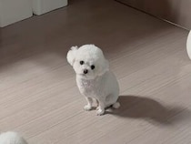 怪しく光る物体をじーっと観察する犬さん、正体が気になって仕方ない！