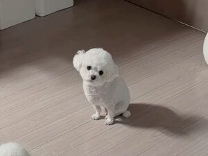 怪しく光る物体をじーっと観察する犬さん、正体が気になって仕方ない！