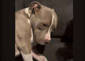 犬「ぼくは何てことを…」 悪いことをして分かりやすく反省！