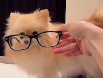 「どう？似合ってるワン？」黒縁メガネでインテリ風に変身するポメラニアンさん
