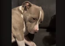 犬「ぼくは何てことを…」 悪いことをして分かりやすく反省！