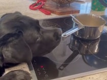 飼い主さんの目の前で堂々と… パスタのお鍋を狙う黒ラブラドールさん