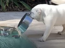 「ゴハン入れ」を超えた存在なのだよ！ ボウルを愛してやまない犬さん
