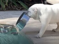 「ゴハン入れ」を超えた存在なのだよ！ ボウルを愛してやまない犬さん