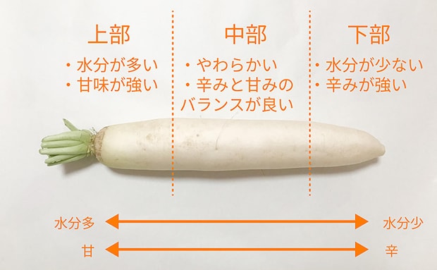 大根は場所によって使い分けるのがポイント!大根の部位別活用術