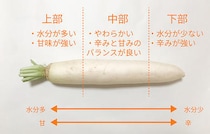 大根は場所によって使い分けるのがポイント！大根の部位別活用術