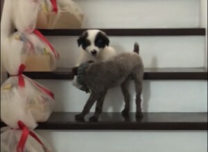 こうやって降りるんだよ!階段の降り方を教えてくれる先輩犬。