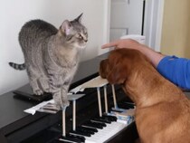 ペットと人の息の合った演奏♡ ピアノでつながる絆が温かいと話題