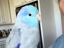 水色の羽が美しいマメルリハさん、飼い主と一緒におしゃべり練習する姿が愛らしい