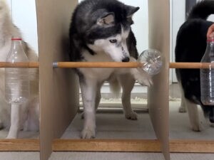 犬たちの頭脳バトル!?  知育玩具に挑戦するハスキー3兄妹が可愛くて面白い